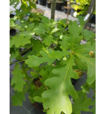 Azuolas-paprastasis-Quercus-robur
