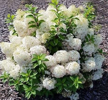 Hortenzija-sluoteline-Bobo-Hydrangea-paniculata