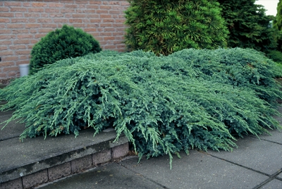 Kadagys-zvynuotasis-Blue-Carpet-Juniperus-squamata