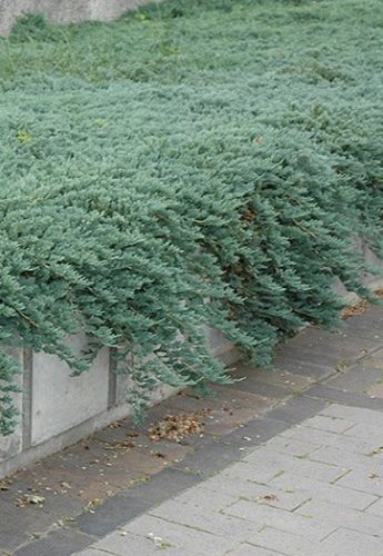 Kadagys žvynuotasis ‘Blue Carpet’ (Juniperus squamata)