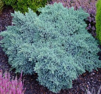 Kadagys-zvynuotasis-Blue-star-Juniperus-squamata