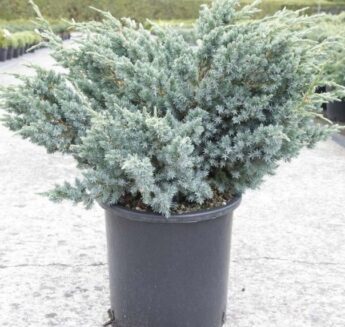 Kadagys-žvynuotasis-Meyeri-Juniperus-squamata
