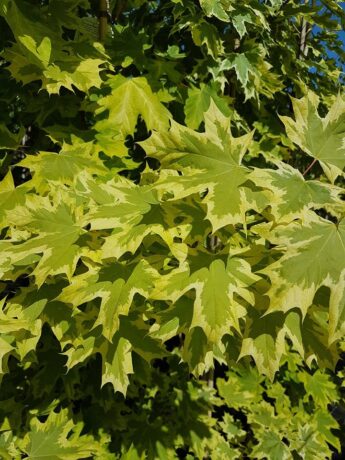 Klevas paprastasis 'Drummondii' (Acer platanoides)