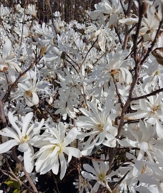 Magnolija-zvaigzdine-Magnolia-stellata