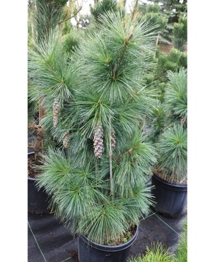 Pusis-sverino-Wiethorst-Pinus-schwerinii