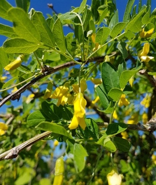 Zirnmedis-geltonasis-Pendula-Caragana-arborescens