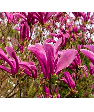 Magnolija-lelijaziede-Susan-Magnolia-liliflora