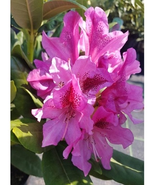 Rododendras-Cosmopolitan-Rhododendron