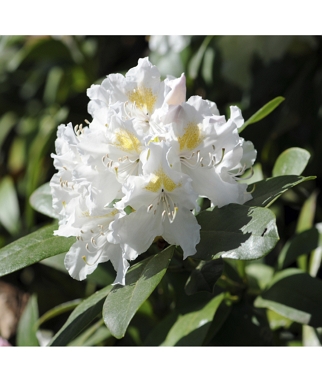 Rododendras-Cunninghams-White-Rhododendron