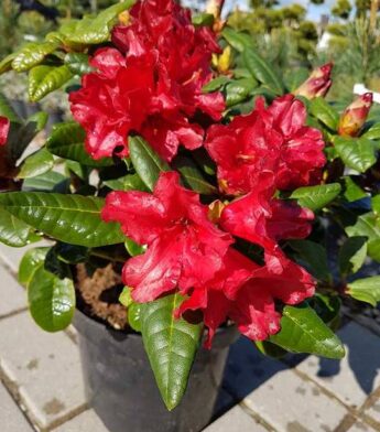 Rododendras 'Scarlet Wonder' (Rhododendron)