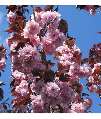 Sakura-smailliadante-Royal-Burgundy-Prunus-serrulata