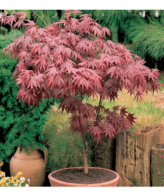 Klevas-plastakinis-Atropurpureum-Acer-palmatum