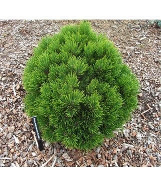 Pusis-baltazieve-Shmidtii-Pinus-leucodermis