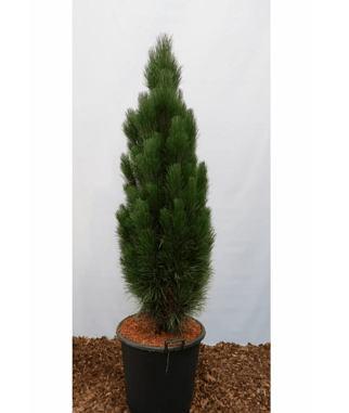 Pusis-juodoji-Green-Tower-Pinus-nigra