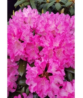 Rododendras-Roseum-Elegans-Rhododendron