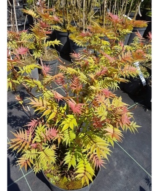 Lanksvune-sermuksnialape-Sorbaria-sorbifolia