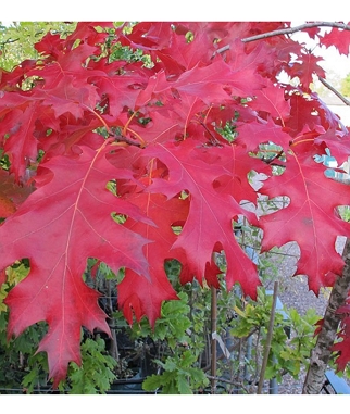 Azuolas-raudonasis-Quercus-rubra