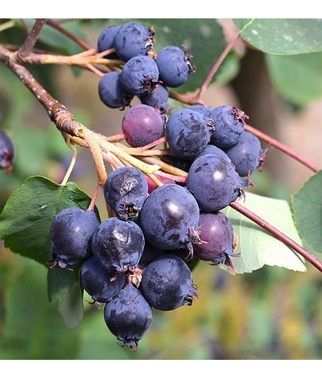 Medlieva-alksnialape-Krasnojarska-Amelanchier-alnifolia