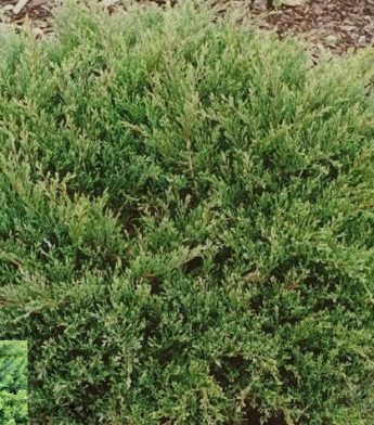 Kadagys-hoizontalusis-Prostrata-Juniperus-horizontalis