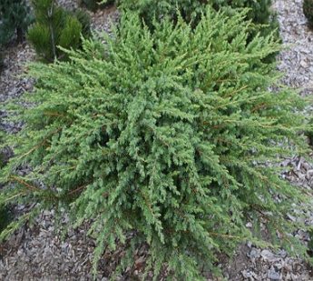 Kadagys-pajurinis-Schlager-Juniperus-conferta