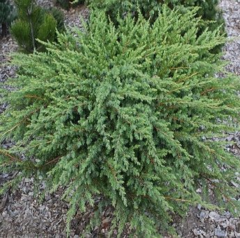 Kadagys-pajurinis-Schlager-Juniperus-conferta