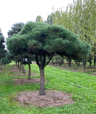 Pušis juodoji (Pinus nigra), skėčio forma