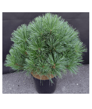 Pusis-veimutine-Bergmans-mini-Pinus-strobus