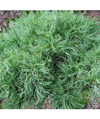 Pusis-veimutine-Tiny-curls-Pinus-strobus