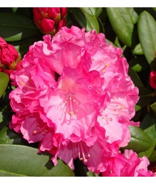 Rododendras-Polaris-Rhododendron