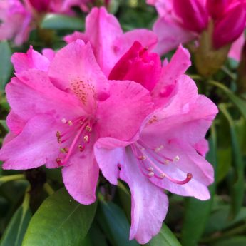 Rododendras-jakusimaninis-Kalinka-Rhododendron-yakushimanum