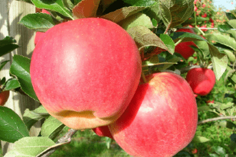 Obelis koloninė "Kanadietiška" (Malus domestica)
