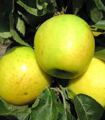 Obelis koloninė "Nataliuška" (Malus domestica)