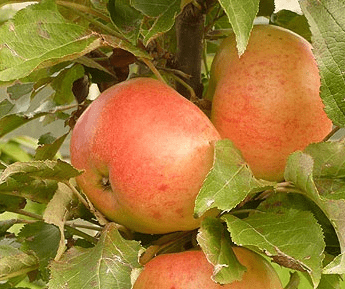 Obelis koloninė "Valiuta" (Malus domestica)