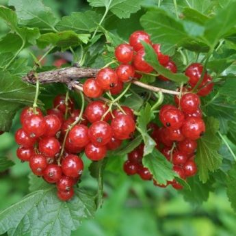 Serbentas raudonasis 'Jonkheer van tets' (Ribes rubrum)