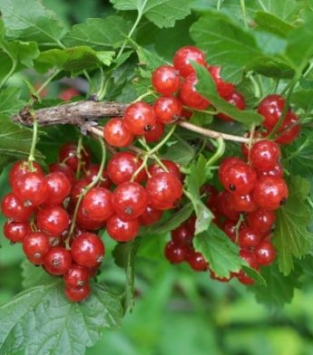 Serbentas raudonasis 'Jonkheer van tets' (Ribes rubrum)