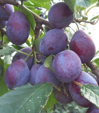 Slyva "Bluefre" (Prunus domestica)