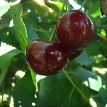 Vyšnia "Keleris" (Prunus cerasus)