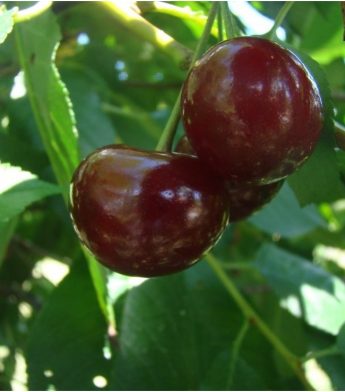 Vyšnia "Keleris" (Prunus cerasus)