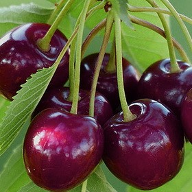 Vyšnia "Žagarvyšnė" (Prunus cerasus)