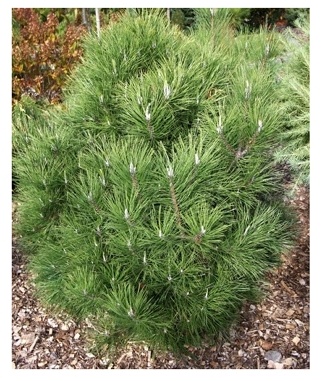 Pusis-juodoji-Globosa-Pinus-nigra