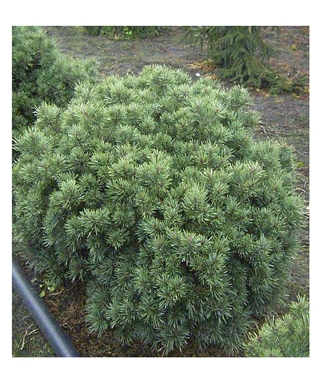 Pusis-paprastoji-Beuvronensis-Pinus-sylvestris