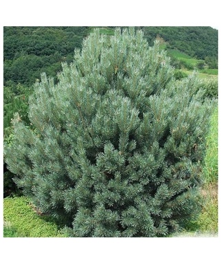 Pusis-paprastoji-Watererri-Pinus-sylvestris