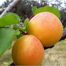 Abrikosas "Maskvos didieji" (Prunus armeniaca)