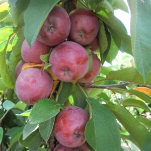 Obelis koloninė “Kičinos vasarinė” (Malus domestica)