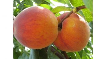 Persikas “Sočnyj” (Prunus cerasifera)