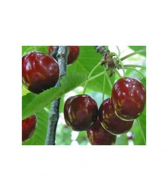 Trešnė “Kristiina” (Prunus avium)