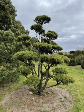Formuota kalninė pušis (Pinus mugo)