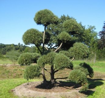 Pušis kalninė (Pinus mugo), bonsai forma