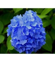 Hortenzija-didzialape-Nikko-Blue-Hydrangea-macrophylla