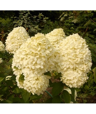 Hortenzija-sluoteline-Living-Cotton-Cream-Hydrangea-paniculata